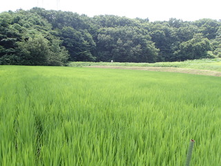 P7310030.JPG