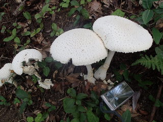 P8040126.JPG