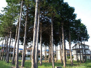 P8149217.JPG