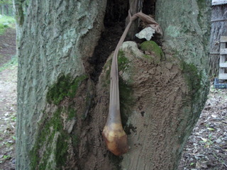P9050045.JPG