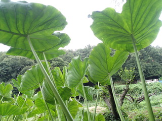 P9130063.JPG