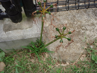 PA110012.JPG