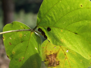 PA152307.JPG