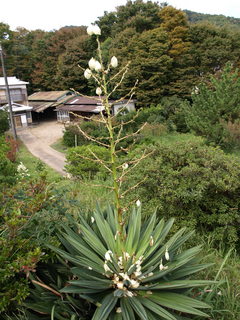 PA152362.JPG