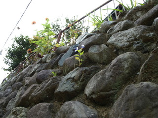 PA152398.JPG