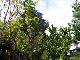 PA152437.JPG