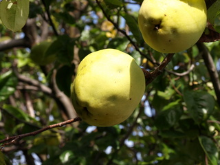 PA152444.JPG
