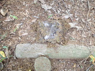 PA230003.JPG