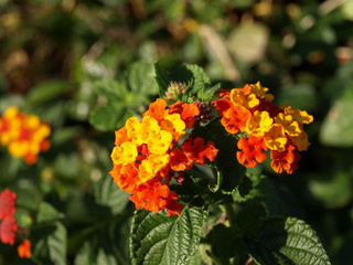 PA252561.JPG