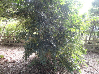 PA280030.JPG