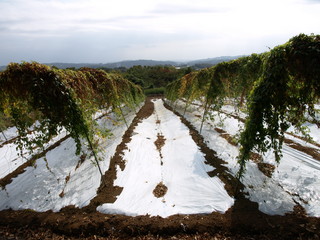 PA292738.JPG