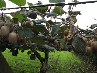 PB095576.JPG