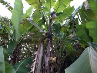 PB115678.JPG