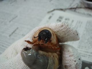 PB150021.JPG