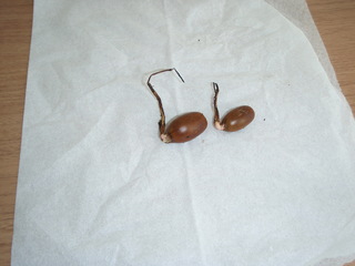 PB260011.JPG