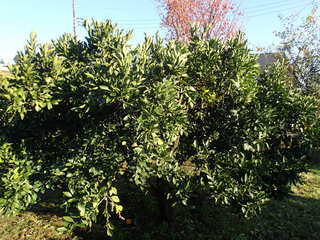 PB270003.JPG