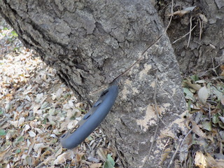 R0010324.JPG