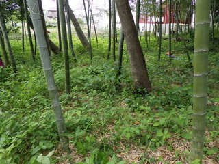 R0017028.JPG